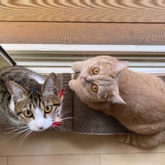 見上げる猫