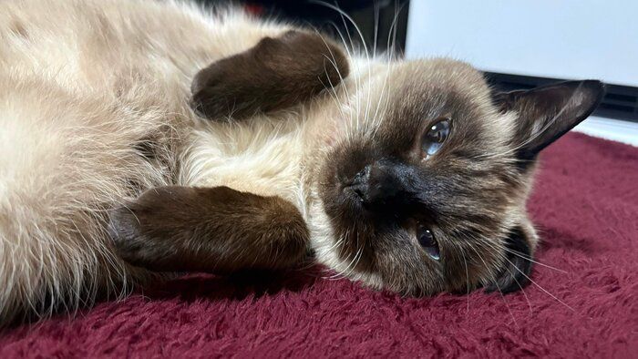 寝転がるクロエちゃん