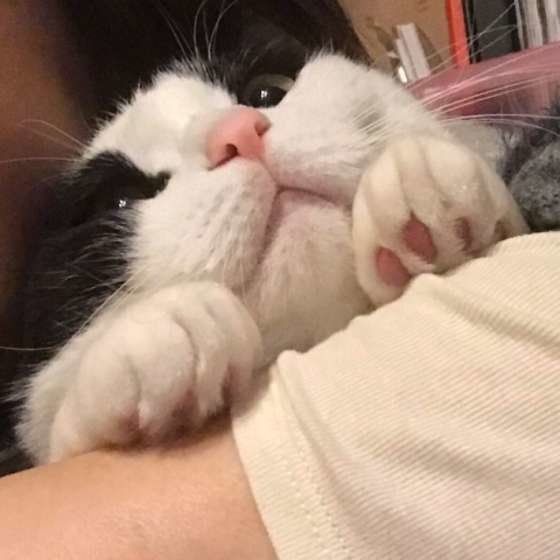甘える猫