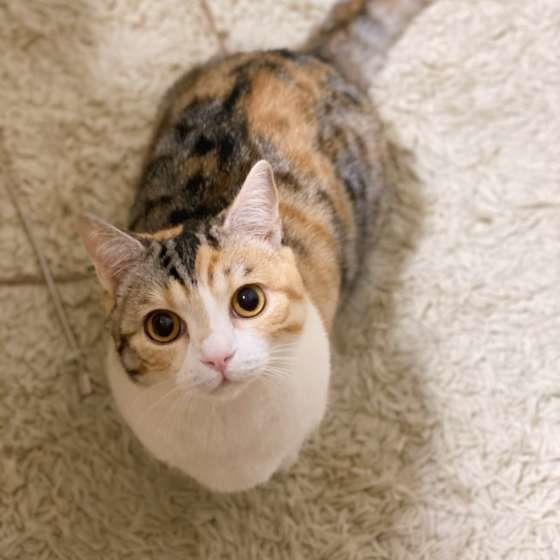 見つめる猫
