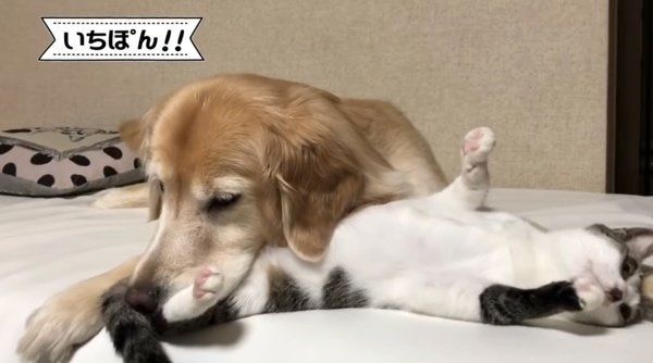 されるがままの猫