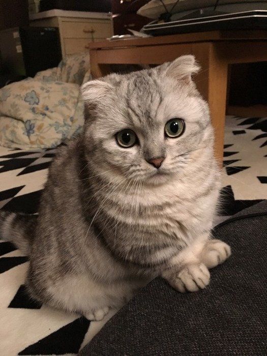マンチカン・コーちゃん・ポー