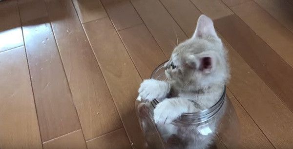 瓶の中の猫