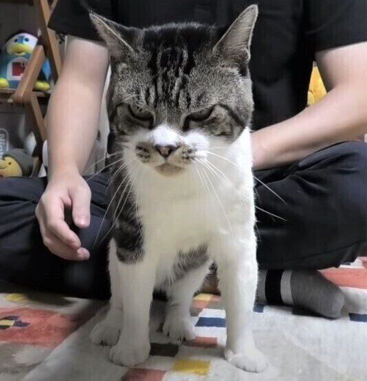 すねている猫