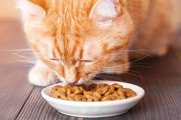 ごはんを食べる猫