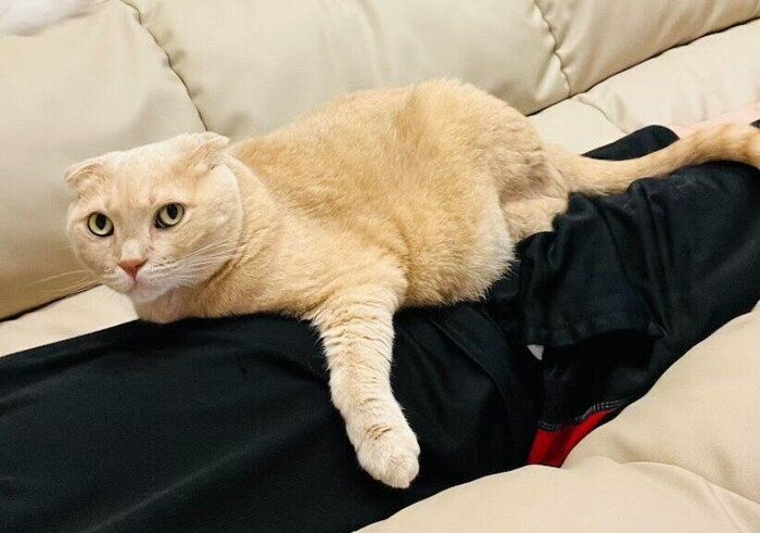 飼い主の体の上に乗るスコティッシュフォールド
