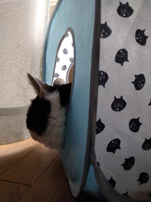 にゃー キューブ型キャットテントから顔をはみ出す猫さん