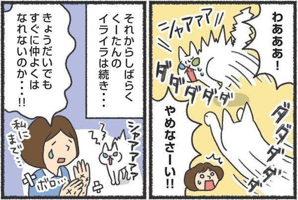 先住猫と新入り猫の対面時に気をつけたいこと