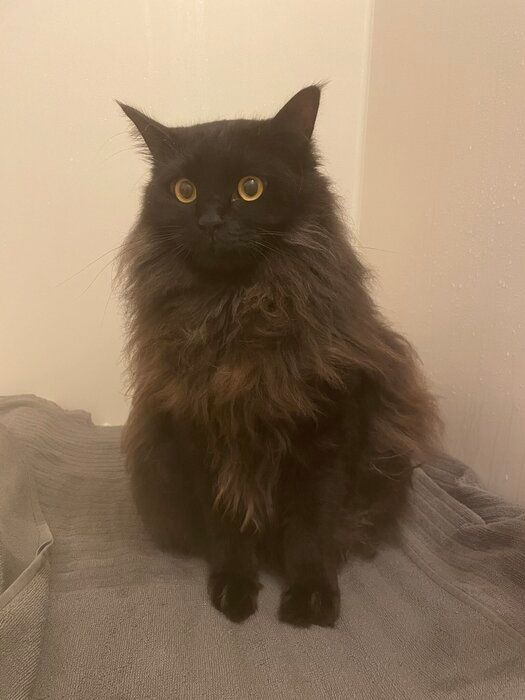 お風呂場でくつろぐ猫