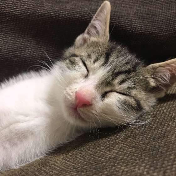 眠る猫