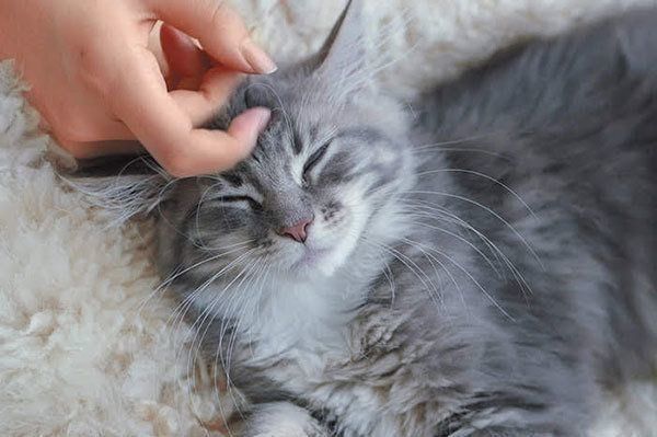 くつろぐ猫
