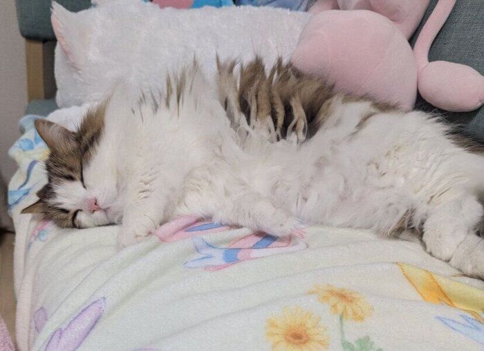 眠っているミヌエット