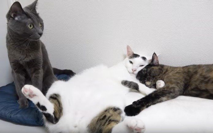猫 横になる