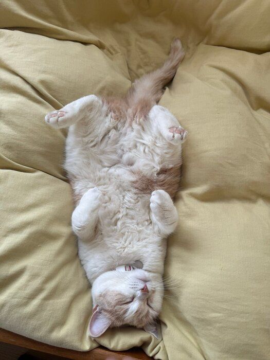 仰向けで眠るスコティッシュフォールド