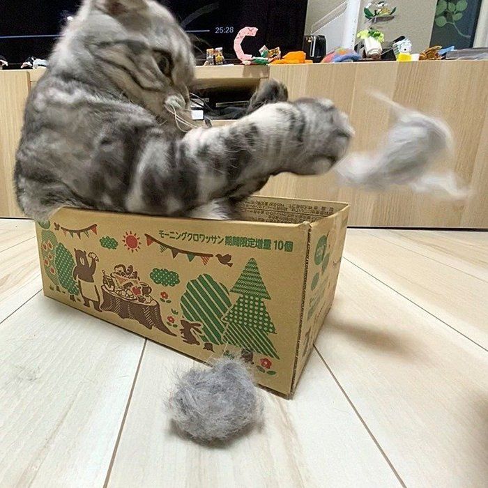 @tacos_cat