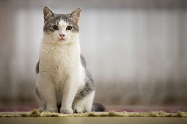 見つめる猫