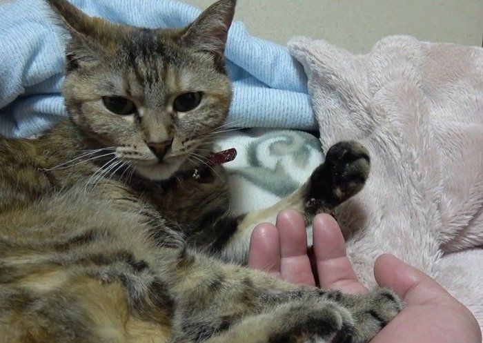 握手する猫