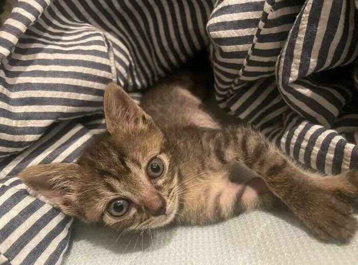 飼い主を見つめる生後4~5週間の猫