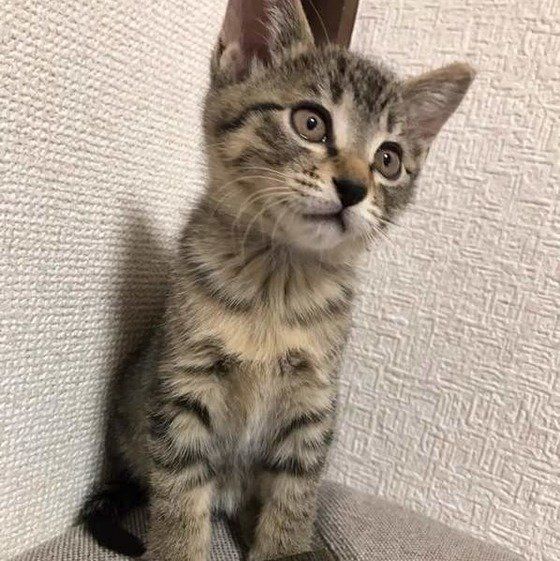 見つめる猫