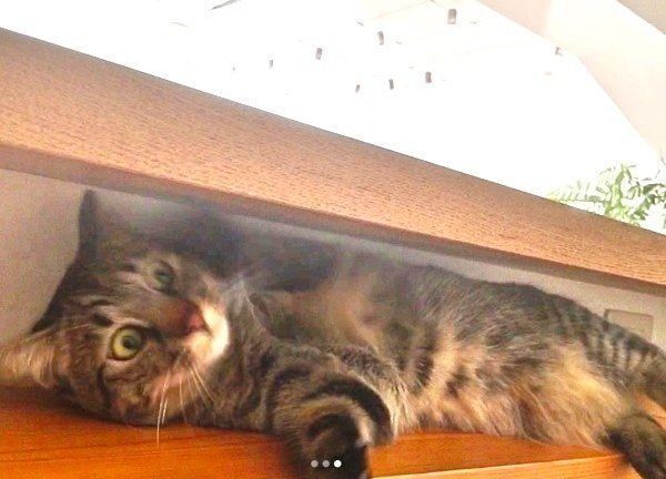 スキマにはまるキジトラ