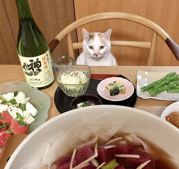 ごはんと猫