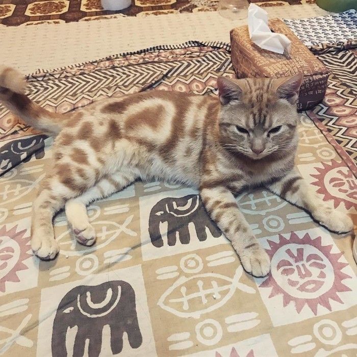 むぅくん
