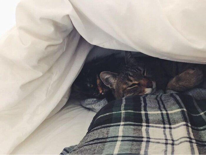 布団の中に入る猫たち