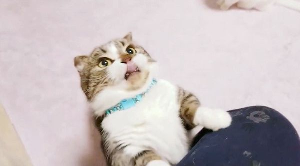 猫じゃらしで遊ぶマンチカン