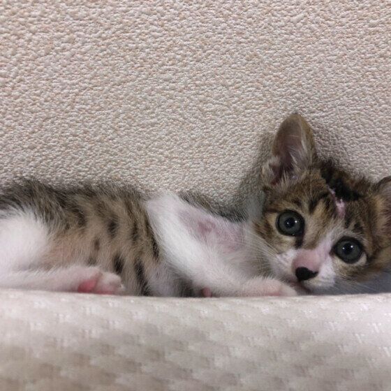 MIXキジトラのみーちゃん