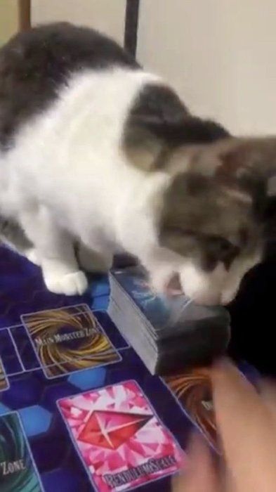 カードを引かせたくないむーみんちゃん