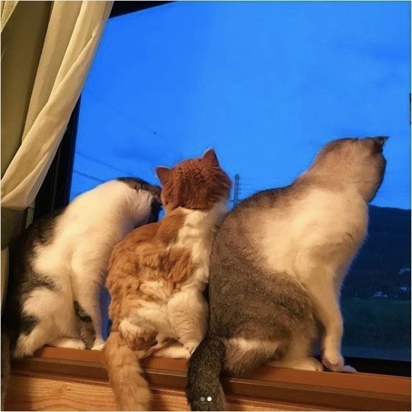 ニャルソック