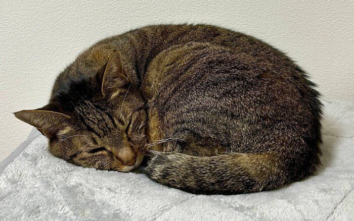 丸くなって寝る猫