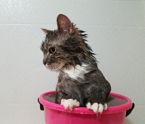 お風呂に入る猫