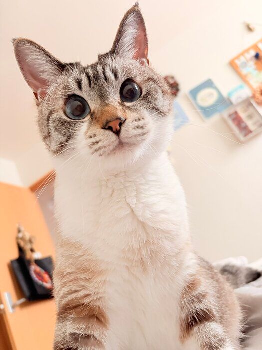 飼い主を見る猫
