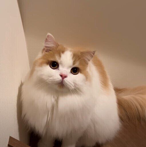 深夜に外に出ようとする飼い主さんのことが心配な猫 「行っちゃ