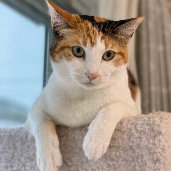くつろぐ三毛猫