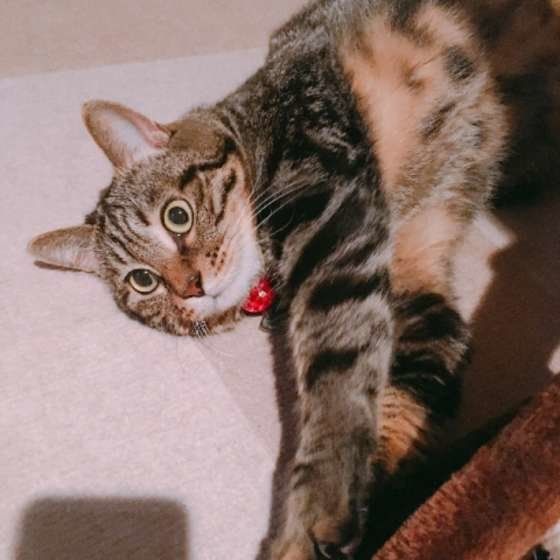 キジトラ