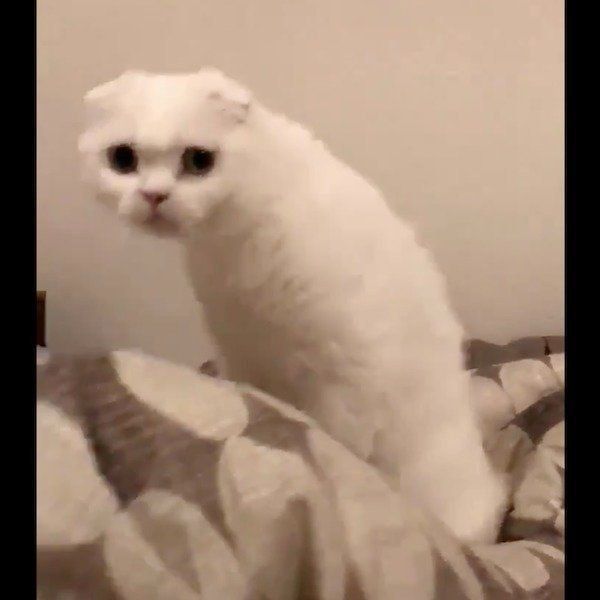 飼い主さんと謎の攻防戦を繰り広げるむくくん