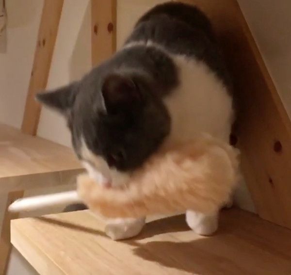 クイックルワイパーを盗む猫