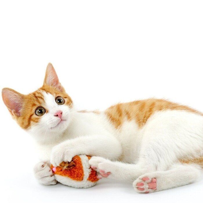 おもちゃで遊ぶ猫