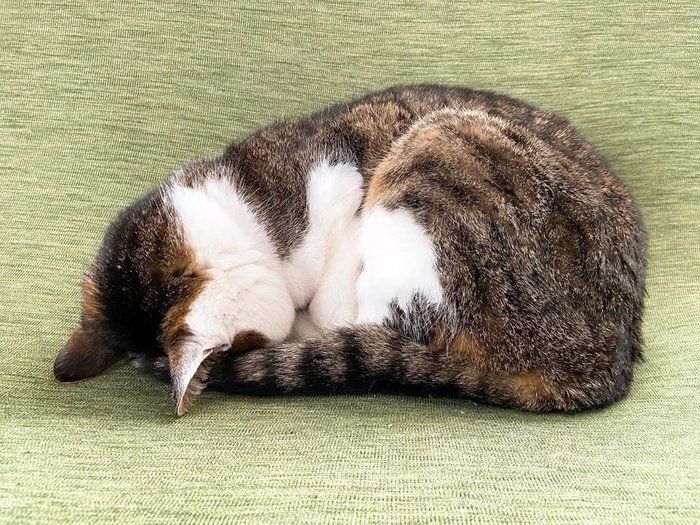 ソファーの上でごめん寝する猫