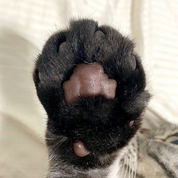 @tacos_cat