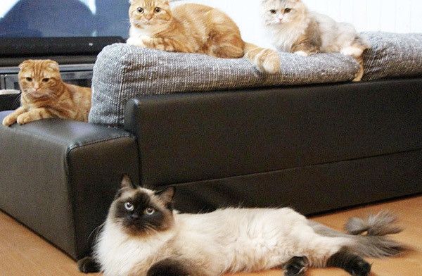 見つめる猫