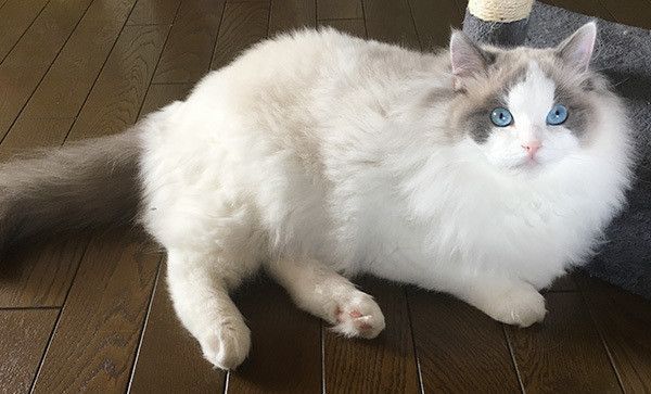 見つめる猫
