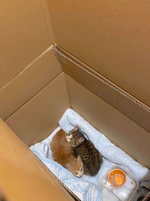 保護当時のあんこちゃん、きなこちゃん