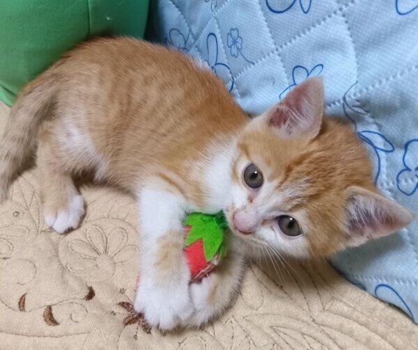 いちごのおもちゃで遊ぶチクワちゃん。