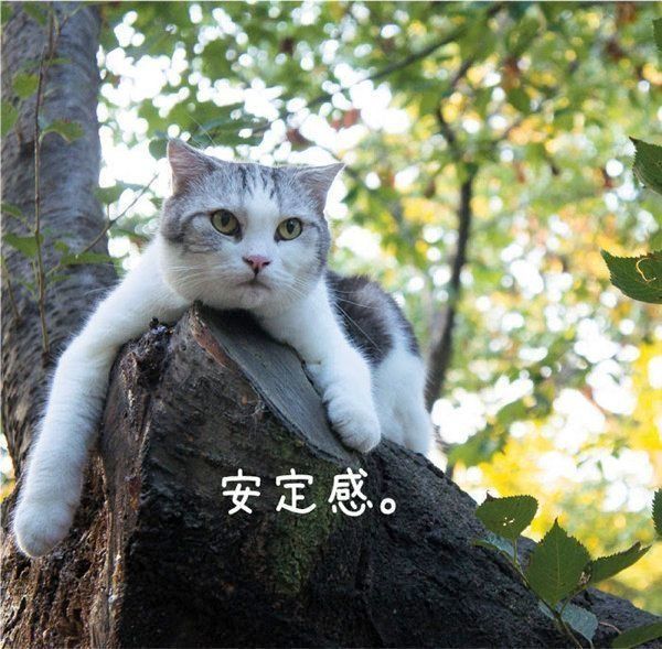 愛しき猫のふしぎ
