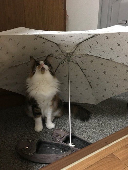 傘の下にいるノルウェージアンフォレストキャット