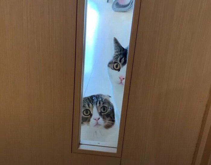 覗き見る猫