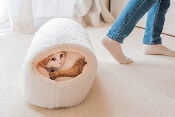 リラックスしている猫